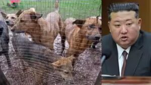 North Koreans told to eat dog meat soup to beat summer heat