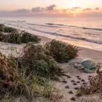 Texas has been using discarded Christmas trees on its beaches for years, and they’re quietly helping sea turtles survive | World News