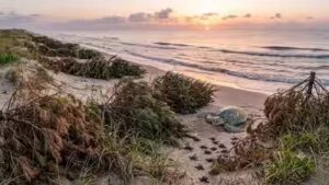 Texas has been using discarded Christmas trees on its beaches for years, and they’re quietly helping sea turtles survive | World News