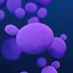 Over 3,000 cases of deadly fungus Candida auris reported in US: What it is, how it spreads- explained | World News