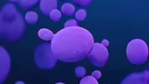 Over 3,000 cases of deadly fungus Candida auris reported in US: What it is, how it spreads- explained | World News