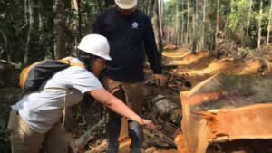 Brazilian scientists sampled 800 trees across 63 Amazon locations; their atomic fingerprinting model can exclude 92% of the forest when tracing suspicious timber