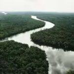 In 2003, China planted small islands of native trees along a degraded river; 20 years later they held only 19–30% of an intact forest’s diversity and biomass