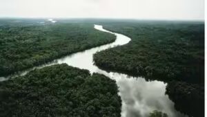 In 2003, China planted small islands of native trees along a degraded river; 20 years later they held only 19–30% of an intact forest’s diversity and biomass
