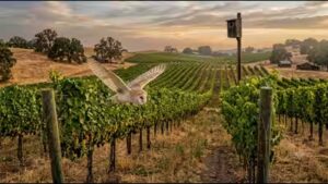 Vineyards: California vineyards installed more than 500 owl boxes; fields with more barn owls had up to 52% fewer rodents without using additional poison