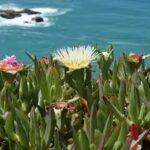 California brought in ice plant in the early 1900s to hold soil in place; it now spreads 3 feet a year, smothering natives and reshaping coastal dunes | World News