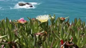 California brought in ice plant in the early 1900s to hold soil in place; it now spreads 3 feet a year, smothering natives and reshaping coastal dunes | World News