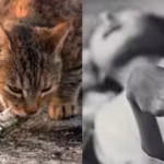 Cats went mad, birds fell from the sky, and a disease caused by poisoned seafood devastated an entire Japanese coastal community | World News