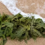 In 2000, an aquarium plant escaped into California waters; removing the ‘killer algae’ took six years and over $7 million