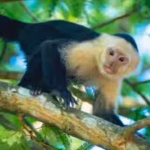 Costa Rica scientists placed an AI touchscreen in a wild forest; 16 capuchin monkeys used it for banana rewards and some learned to kiss the screen