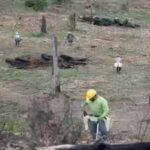 Ranch Fire: California’s Ranch Fire burned 459,123 acres in 53 days; eight years later, crews planted 71,000 seedlings across the scar in eight days