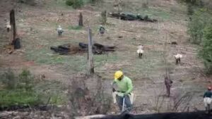 Ranch Fire: California’s Ranch Fire burned 459,123 acres in 53 days; eight years later, crews planted 71,000 seedlings across the scar in eight days