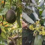 Scientists solve the 100-year-old mystery behind why avocado flowers change sex over two days |
