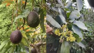 Scientists solve the 100-year-old mystery behind why avocado flowers change sex over two days |