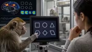 Humans may not be the only primates with geometric intuition as monkeys recognise shapes in remarkably similar ways, study finds |