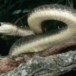 The black mamba is the fastest snake on Earth, but its incredible speed isn’t its only weapon; here’s how it hunts, strikes and captures prey with remarkable efficiency