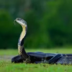 Mushroom hunters entered a Nepal forest and found a nest built by the only snake known to make one. Officials have now restricted access while conservationists monitor the site