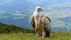 Why vultures don’t get sick from eating rotten meat; the remarkable adaptations that make them nature’s ultimate clean-up crew